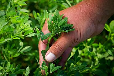 Farmer's hand holding alfalfa