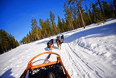 Wilderness husky sledding taiga tour with Bearhillhusky in Rovaniemi, Lapland, Finland