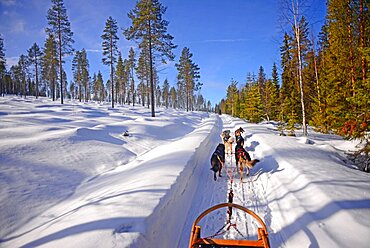 Wilderness husky sledding taiga tour with Bearhillhusky in Rovaniemi, Lapland, Finland