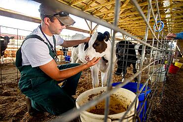 Veterinarian inspecting dairy cows in a stable inside barn