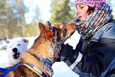 Young woman receives love from friendly dogs. Wilderness husky sledding taiga tour with Bearhillhusky in Rovaniemi, Lapland, Finland