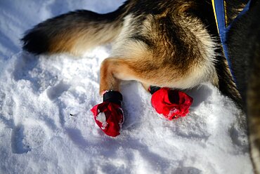 Wilderness husky sledding taiga tour with Bearhillhusky in Rovaniemi, Lapland, Finland