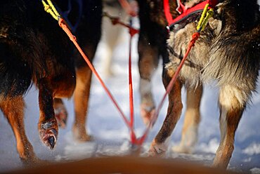 Wilderness husky sledding taiga tour with Bearhillhusky in Rovaniemi, Lapland, Finland