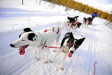 Wilderness husky sledding taiga tour with Bearhillhusky in Rovaniemi, Lapland, Finland