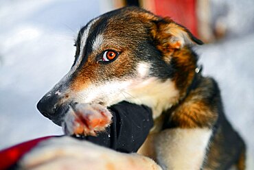 Wilderness husky sledding taiga tour with Bearhillhusky in Rovaniemi, Lapland, Finland