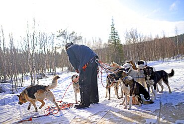 Wilderness husky sledding taiga tour with Bearhillhusky in Rovaniemi, Lapland, Finland