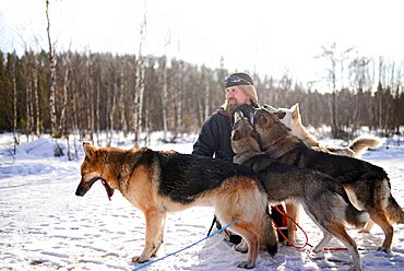 Group of lovely dogs kissing young man. Wilderness husky sledding taiga tour with Bearhillhusky in Rovaniemi, Lapland, Finland