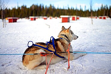 Wilderness husky sledding taiga tour with Bearhillhusky in Rovaniemi, Lapland, Finland