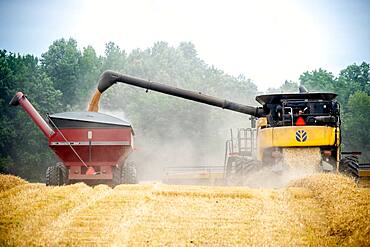 wheat harvest