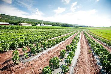 Curving row of vegetable plants