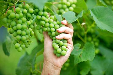 Hand holding grape bunch