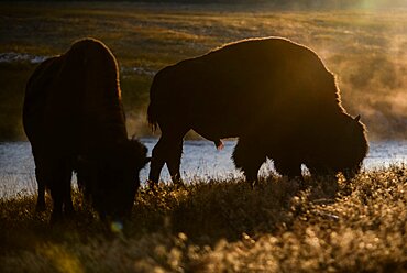 America Bison (Bison bison) in Yellowstone National Park, USA