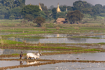 Farmer and oxen ploughing paddy fields, near Mandalay, Myanmar, (Burma)