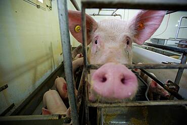 Pigs raised inside barn