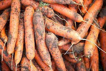 Pile of freshly pulled carrots