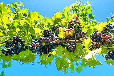 Grapes growing at vineyard