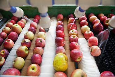 Apples, apple juice and cider press at a hard cider distillery