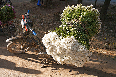 Flowers being carried on a motorcycle at a flower market, Mandalay, Myanmar, (Burma)