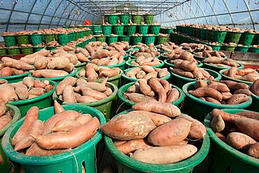 Baskets of vegetables on a farm, yams