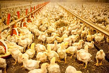 Baby chicks in a chicken house on a poultry farm in Centerville MD