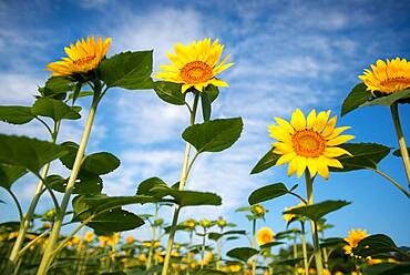 Sunflowers in Jarrettsville Maryland