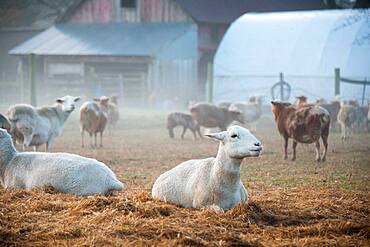 Katahdin Sheep at sunrise