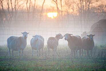 Katahdin Sheep at sunrise