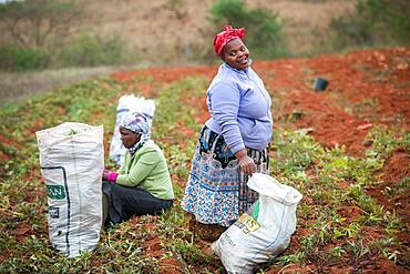 African women harvesting yam plants in the Hhohho region of eSwatini, Africa.