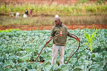 Young African man irrigating a cabbage patch in the Hhohho region of eSwatini, Africa.