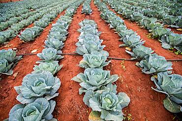 Cabbage patch in the Hhohho region of Swaziland, Africa.