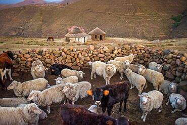 Sheep and cows in a stone kraal in a village in Lesotho, Africa