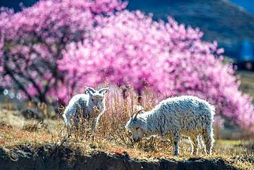 Goats grazing on the mountaintop in Lesotho, Africa