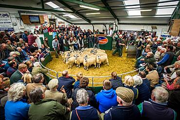 Mule Gimmer Lambs being sold at the Hawes Auction Mart in Yorkshire, England.