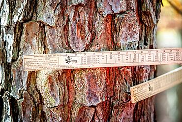 A tree scale stick measuring a tree in the woods.