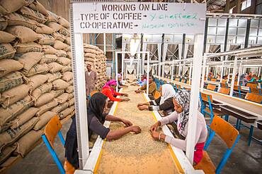 Addis Ababa, Ethiopia - Ethiopian female workers sorting arabica coffee beans to export at Oromia Coffee Farmers Cooperative.