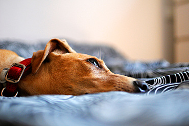 Portrait of cute brown mixed breed puppy at home