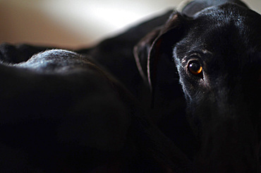 Rescued black Spanish Greyhound starts a new life, after being abandoned by a hunter, in a state of advanced malnutrition