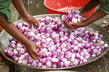 Meki Batu, Ethiopia - Onions being washed and peeled for added value at the Fruit and Vegetable Growers Cooperative in Meki Batu.