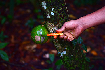 Catato L?pez, Bribri man, explaining different uses and properties of plants, trees and natural elements, A day with the Bribri, indigenous people in Lim?n Province of Costa Rica