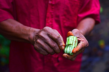 Catato L?pez, Bribri man, explaining different uses and properties of plants, trees and natural elements, A day with the Bribri, indigenous people in Lim?n Province of Costa Rica