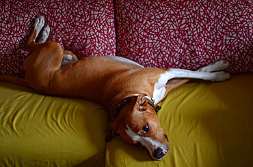 Dog laying on sofa in comical posture