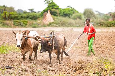 Meki Batu, Ethiopia - Young male workers steering cattle to till the ground at the Fruit and Vegetable Growers Cooperative in Meki Batu.