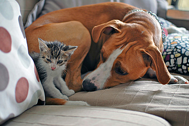 Few weeks old kitten interacting with dog