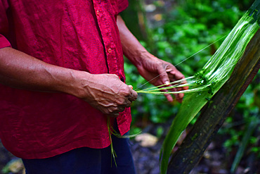 Catato L?pez, Bribri man extracts thread from a plant for different purposes, A day with the Bribri, indigenous people in Lim?n Province of Costa Rica