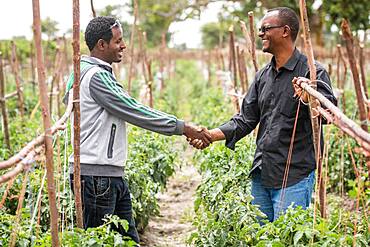 Meki Batu, Ethiopia - Male workers posed shaking hands next to growing tomato plants at the Fruit and Vegetable Growers Cooperative in Meki Batu.