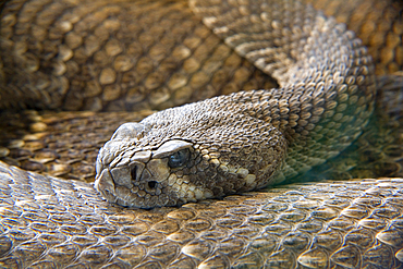 western diamondback rattlesnake or Texas diamond-back (Crotalus atrox).
Park of the Nature of Cabarceno. Cabarceno, Cantabria, Spain.