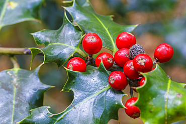 Common holly with fruits (Ilex aquifolium). Saja-Besaya Natural Park. Cabuerniga valley. Cantabria, Spain.