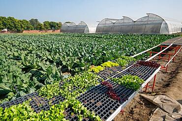 Crops growing and greenhouses on a farm in Punjab, India.