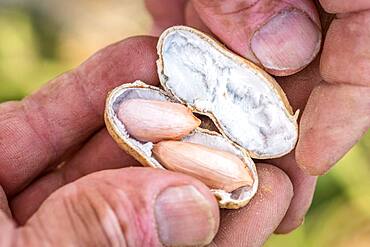 Male hand cracks open peanut shell to expose fresh nuts inside, Tifton, Georgia.