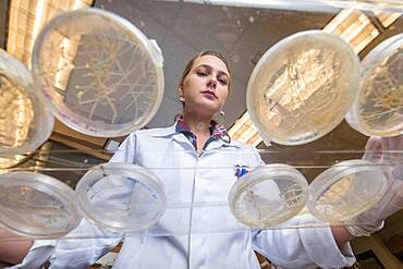 Female scientist looks down to examine various  cultures of peanut plant roots, Tifton, Georgia.